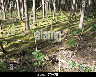 Ein umzäuntes Heiligtum im Wald mit jungen Pflanzen und Schutzzaun für Aufforstung. Stockfoto