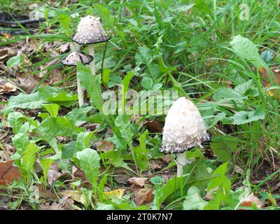 Haubenfarblinge Coprinus comatus mit Sporulation (Tintenbildung) Stockfoto