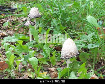 Haubenfarblinge Coprinus comatus mit Sporulation (Tintenbildung) Stockfoto
