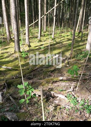 Ein umzäuntes Heiligtum im Wald mit jungen Pflanzen und Schutzzaun für Aufforstung. Stockfoto