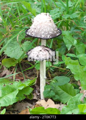 Haubenpilz (Coprinus comatus) Stockfoto