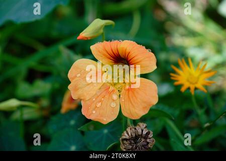 Tropaeolum majus hellorange Blume eines Gartennasturtium mit Wassertropfen nach einem Regenschauer Stockfoto