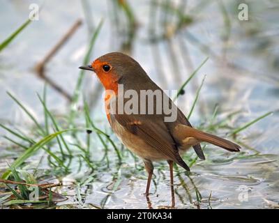 Robin (Erithacus rubecula) im überfluteten Winterrohrgebiet bei RSPB Leighton Moss, Lancashire, England, Großbritannien Stockfoto