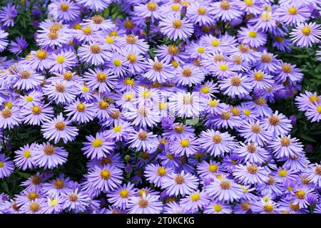 Aster novi-belgii viele violette New Yorker Astern blühen im Herbst in einem Park in köln Stockfoto