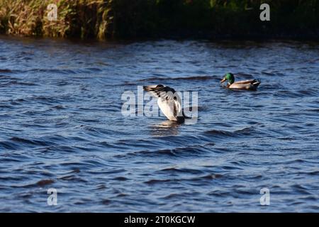 northern pintail Anas acuta Ente Schottland Stockfoto