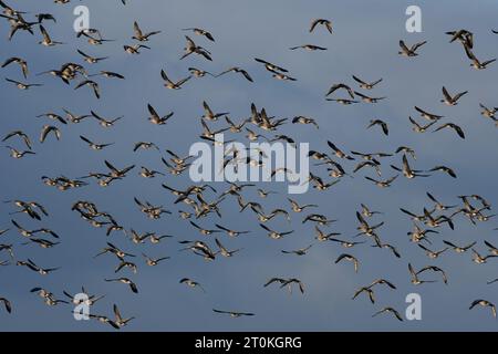 Rosafarbene Gänse RSPB Loch Leven Stockfoto