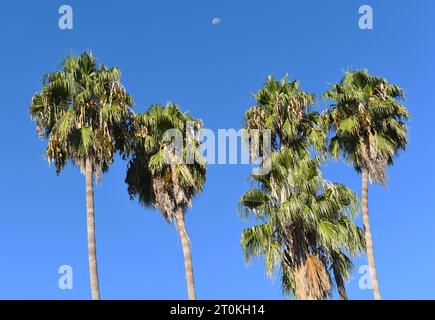 Mond und Palmen vor einem hellblauen Himmel Stockfoto