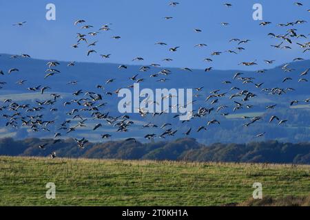 Rosafarbene Gänse RSPB Loch Leven Stockfoto