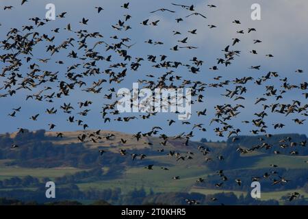 Rosafarbene Gänse RSPB Loch Leven Stockfoto