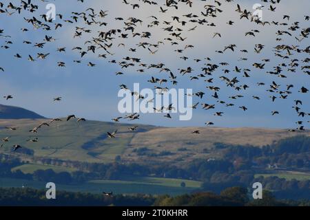 Rosafarbene Gänse RSPB Loch Leven Stockfoto