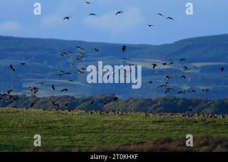 Rosafarbene Gänse RSPB Loch Leven Stockfoto