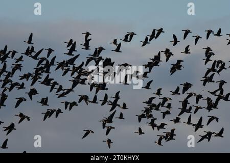 Rosafarbene Gänse RSPB Loch Leven Stockfoto