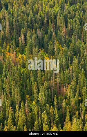 Wald von bald Mountain Viewpoint, Umatilla National Forest, Oregon Stockfoto