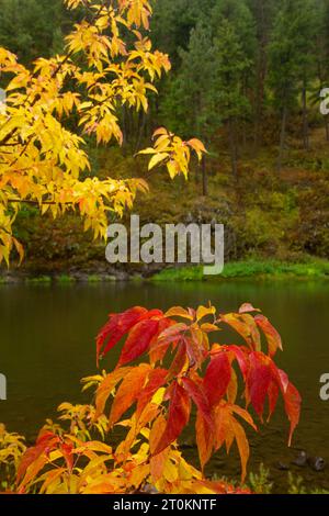 Boxelder Maple (Acer Negundo) im Herbst, Grande Ronde Wild and Scenic River, Wenaha Wildlife Area, Oregon Stockfoto