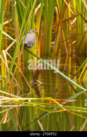 American Dipper (Cinclus mexicanus) am Jubilee Lake, Umatilla National Forest, Oregon Stockfoto