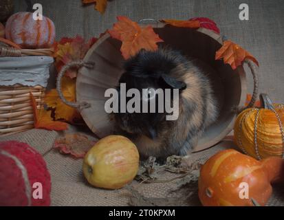 Birmingham, Großbritannien. Oktober 2023. Foto von Meerschweinchen beim Spielen während der Herbstsaison, Vorbereitung auf Halloween. Stockfoto