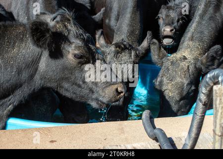 Ein Kalbbellager versucht laut, sich am Wassertank zu beteiligen, der von den größeren Kühen dieser Missouri Farm umgeben ist. Bokeh. Stockfoto