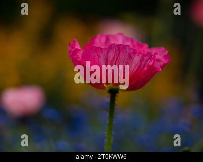Eine leuchtend rosa Mohnblüte hebt sich von einem Feld mit anderen farbenfrohen Blüten ab und schafft eine wunderschöne, auffällige Darstellung der Schönheit der Natur Stockfoto