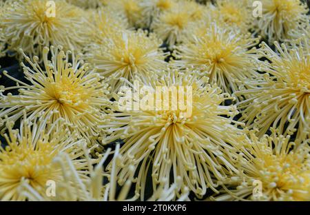 Nahaufnahme der hellgelben Farbe der Spinnenmum 'Golden Plendor' Blüten Stockfoto