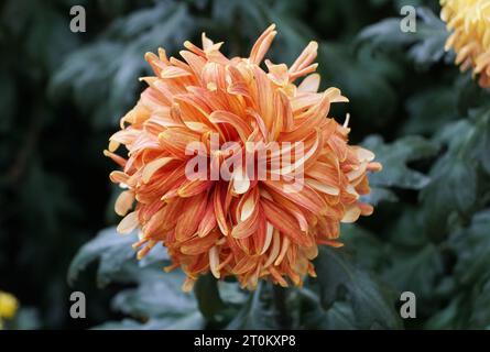 Nahaufnahme einer orangefarbenen Reflex-Mutter „King George“ Blüte bei voller Blüte Stockfoto