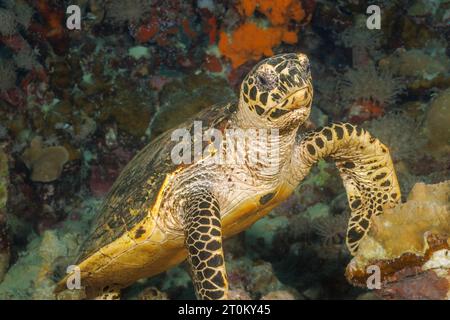 Die indopazifische Karettschildkröte Eretmochelys imbricata liegt an einem tropischen Korallenriff vor der Insel Yap, Föderierte Staaten von Mikronesien. Stockfoto