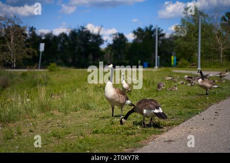 Eine Familie von Kanadagänsen mit ihren jungen Nachkommen, die auf einer grünen Wiese in der Nähe eines Teichs spazieren gehen Stockfoto