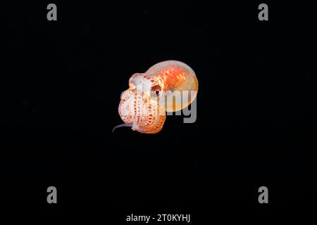 Dieses winzige Paralarvalstadion eines Tages-Oktopus, Octopus cyanea, wurde nachts in der Mitte des Wassers eine Meile vor der Insel Yap, Mikronesien mit Th fotografiert Stockfoto