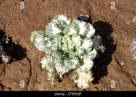 Weißer Kamome Zierkohl (Brassica oleracea 'White Kamome) mit weißen Blättern und grünen Rüschenrändern : (Bild Sanjiv Shukla) Stockfoto