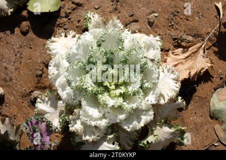 Weißer Kamome Zierkohl (Brassica oleracea 'White Kamome) mit weißen Blättern und grünen Rüschenrändern : (Bild Sanjiv Shukla) Stockfoto