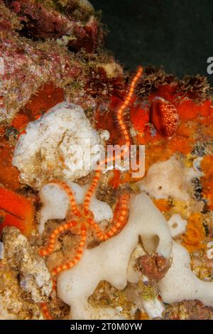 Brittle Star, Ophiothrix sp., zusammen mit einem Honigkauz, Cypraea helvola, Hawaii. Stockfoto