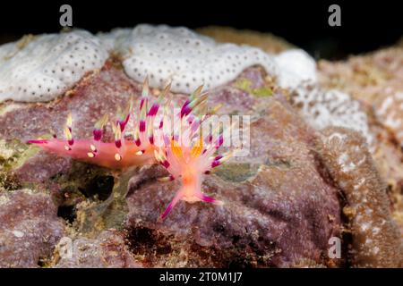 Makro einer begehrten oder wünschenswerten Flabellina Nacktschnecke, Flabellina exoptata, kriecht auf einem Korallenriff, Yap, Mikronesien. Stockfoto