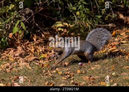 Das Fuchshörnchen (Sciurus ni..r), auch bekannt als das östliche Fuchshörnchen oder Bryant's Fuchshörnchen auf einer Wiese im Herbst. Stockfoto