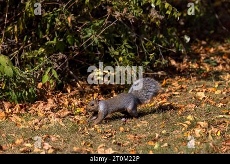 Das Fuchshörnchen (Sciurus ni..r), auch bekannt als das östliche Fuchshörnchen oder Bryant's Fuchshörnchen auf einer Wiese im Herbst. Stockfoto