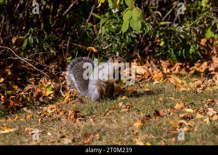 Das Fuchshörnchen (Sciurus ni..r), auch bekannt als das östliche Fuchshörnchen oder Bryant's Fuchshörnchen auf einer Wiese im Herbst. Stockfoto