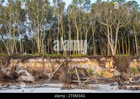 Stranderosion am Boneyard Beach auf Big Talbot Island im Nordosten Floridas. (USA) Stockfoto