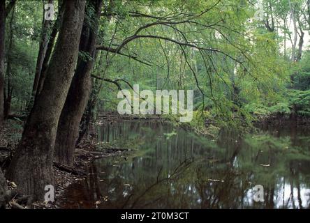 Wise Lake-Bald Cypress, Congaree Swamp National Park, South Carolina Stockfoto