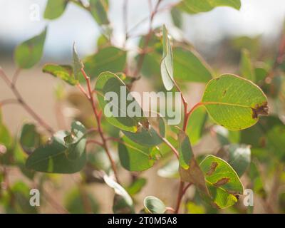 Nahaufnahme von Eukalyptusblättern in australischer Landschaft mit unscharfem Hintergrund. Stockfoto