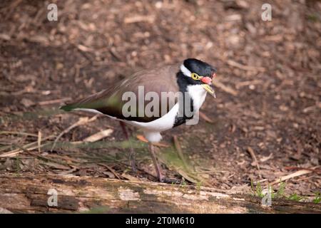 Der Lapwing mit Bändern hat eine schwarze Mütze und breite weiße Augenstreifen, mit einem gelben Augenring und Schirm und einem kleinen roten Klatsch über dem Schirm. Die Beine sind rosa Stockfoto