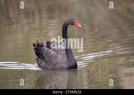 Der schwarze Schwan hat schwarze Federn mit weißen Kanten auf dem Rücken und ist ganz schwarz auf Kopf und Hals. Er hat einen roten Schnabel mit einem weißen Streifen und einem roten E. Stockfoto