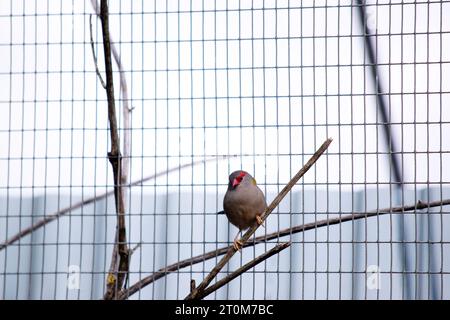 Der Rotbrauenfink ist am besten an seiner hellroten Augenbraue, seinem Rumpf und seinem Schnabel zu erkennen, an einem ansonsten grünen und grauen Vogel. Stockfoto