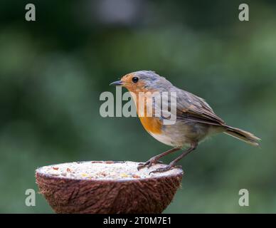 Europäische Robin [ Erithacus rubecula ], die aus Fett- und Samenhalber Kokosnussschale ernährt wird Stockfoto