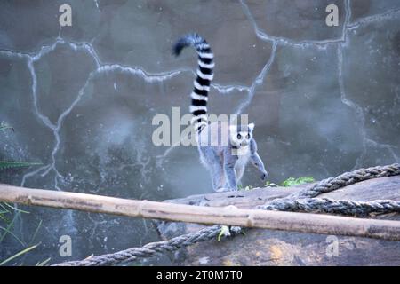 Die Ringschwanz-Lemur geht zu ihrem Gemüse-Abendessen Stockfoto