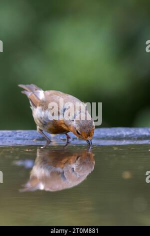 Europäischer Robin [ Erithacus rubecula ] trinkt aus dem Reflexionsbecken mit Reflexion Stockfoto