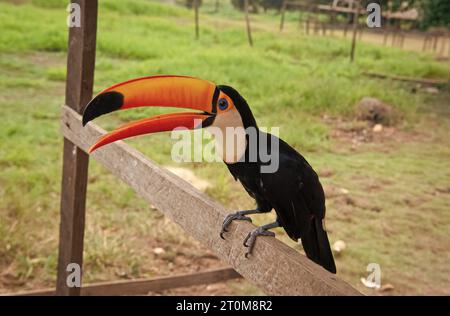 Bild von Tukan mit Schnabel außen. Tukan mit Schnabel im Freien. Tukan mit Schnabel in der Tierwelt. Stockfoto