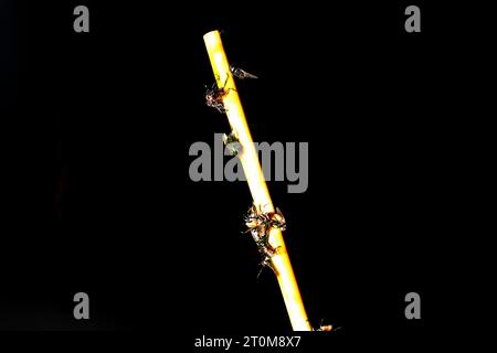 Viele Fliegen flogen in eine Falle und starben an einem Stock, der mit Klebstoff beschichtet war. Stockfoto