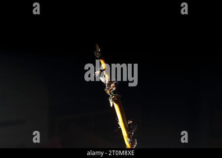 Viele Fliegen flogen in eine Falle und starben an einem Stock, der mit Klebstoff beschichtet war. Stockfoto