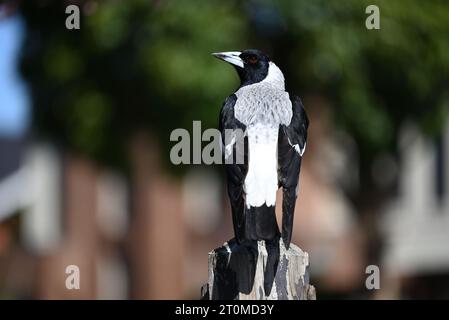 Blick von hinten auf eine australische Elster, die auf einem hölzernen Zaunpfosten thront, wobei der Kopf des Vogels nach links gedreht wurde, um über die Schulter zu blicken Stockfoto