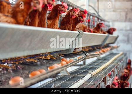 afrikanischer Unternehmer, Eierlegehennen, industrieller Maßstab in mehreren Käfigbatterien hintereinander. Stockfoto