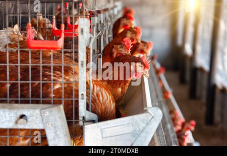 afrikanischer Unternehmer, Eierlegehennen, industrieller Maßstab in mehreren Käfigbatterien hintereinander. Stockfoto