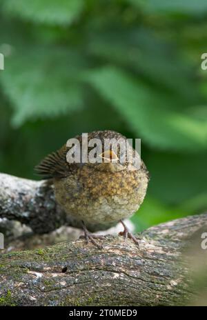 Europäischer Rotkehlchen [ Erithacus rubecula ] Jungvogel, der um Nahrung bettelt Stockfoto